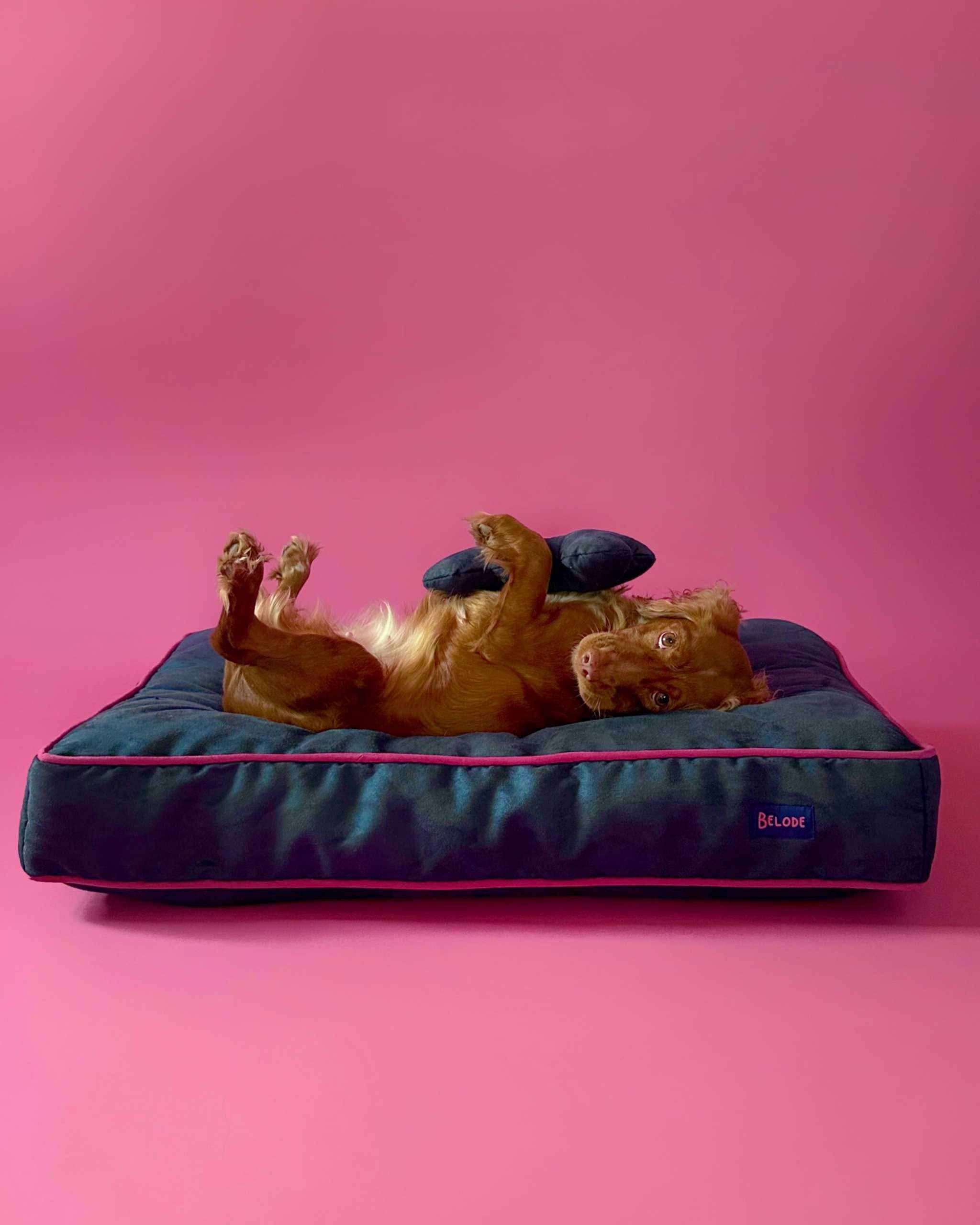 FOR DOGS