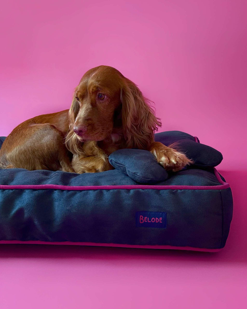 MONOCHROME DOG BED NAVY BLUE / FUCHSIA PINK