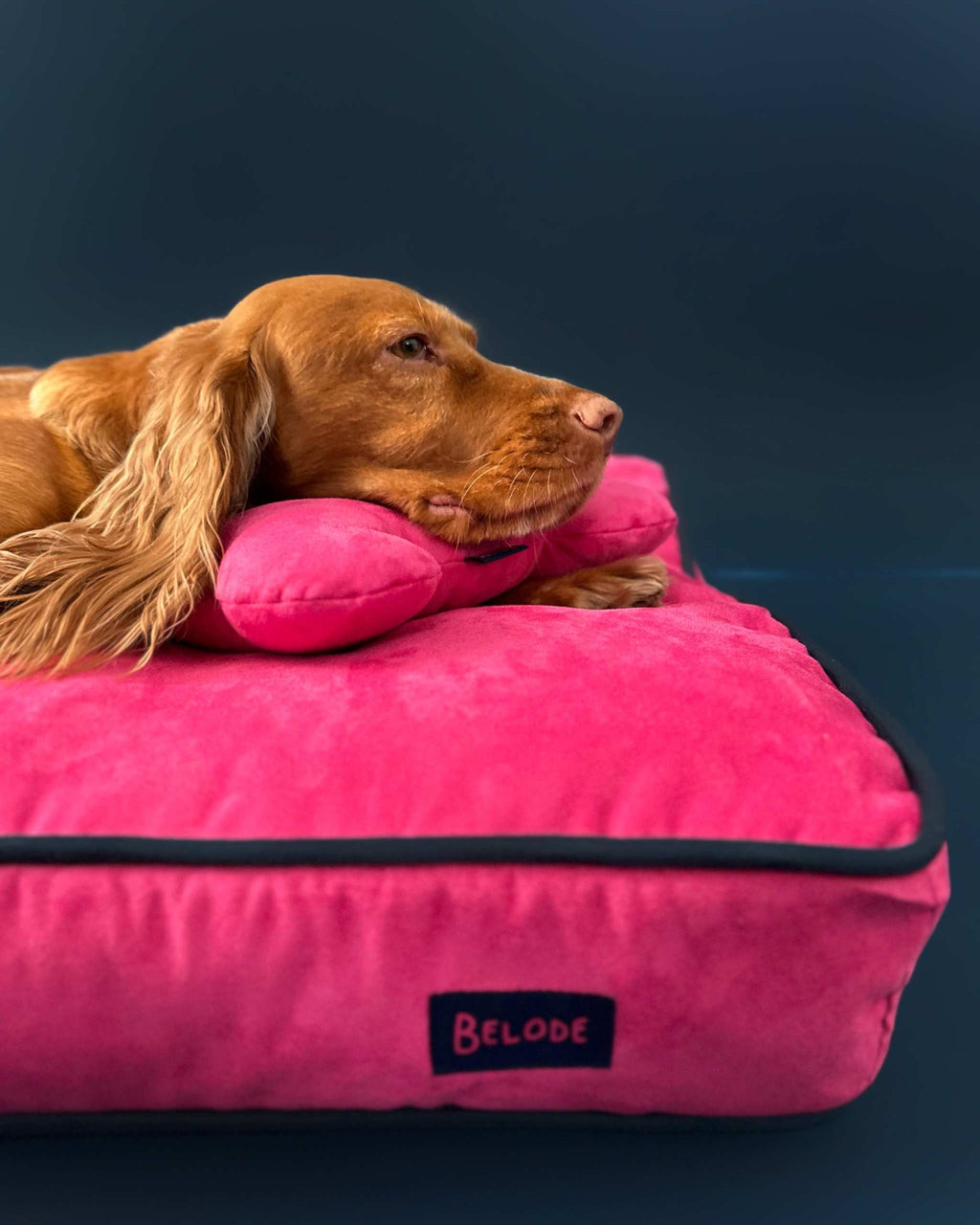 MONOCHROME DOG BED FUCHSIA / NAVY BLUE