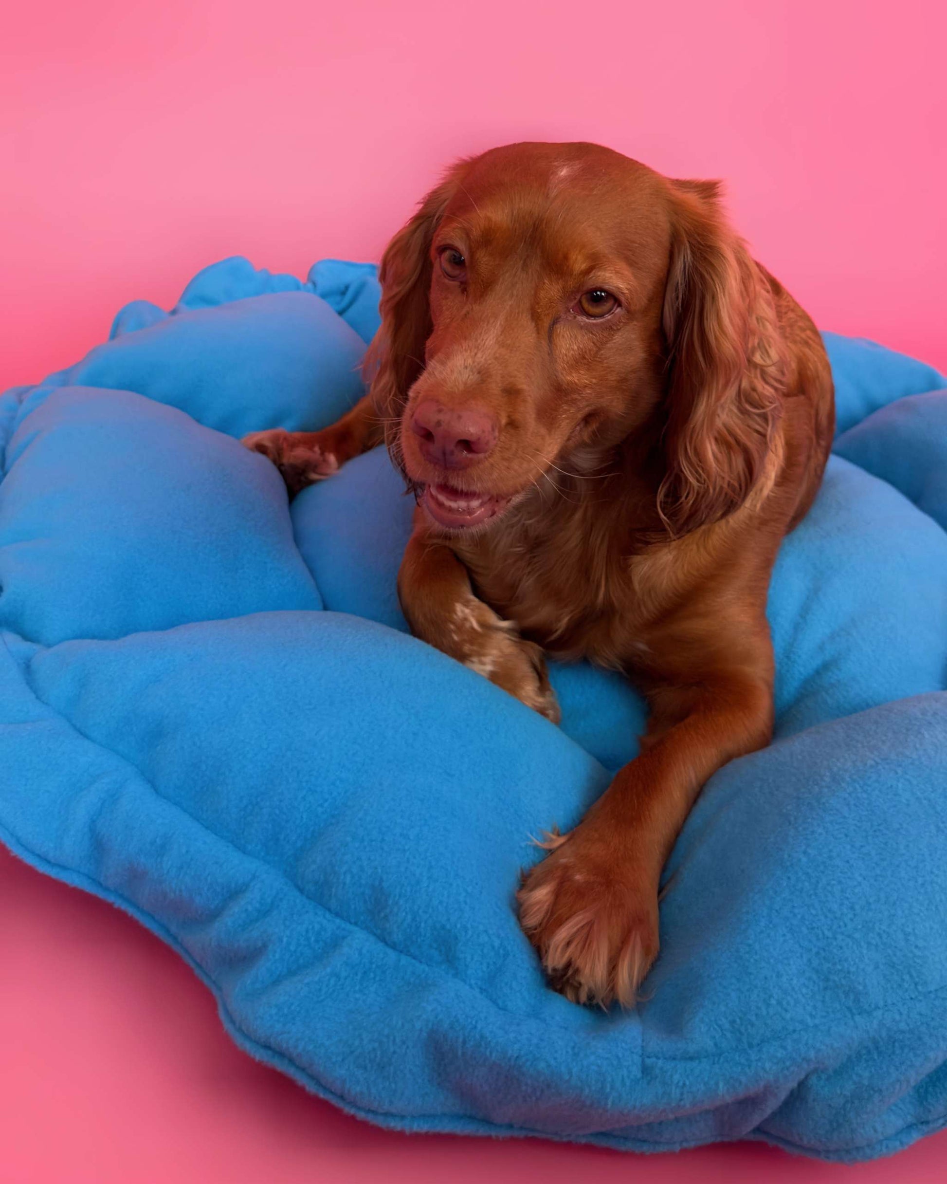 Flower Dog Bed - Bold Blue, Convertible Round Nest