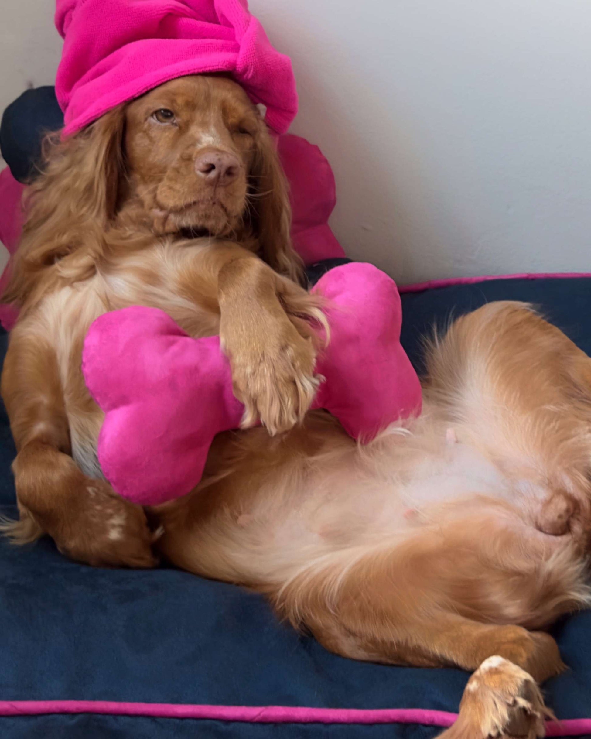 FUCHSIA PINK BONE DOG SQUEAKY TOY