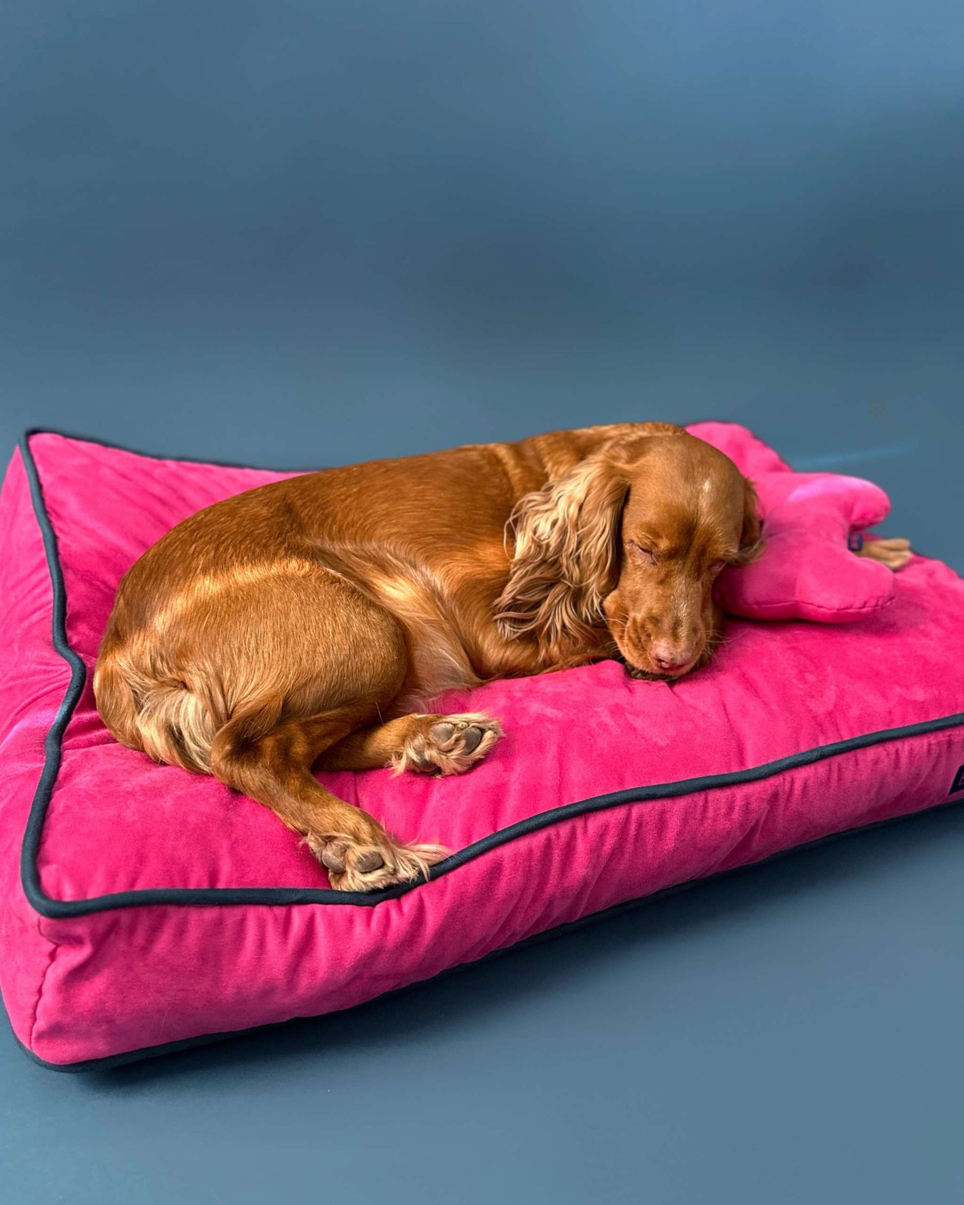 MONOCHROME DOG BED FUCHSIA / NAVY BLUE