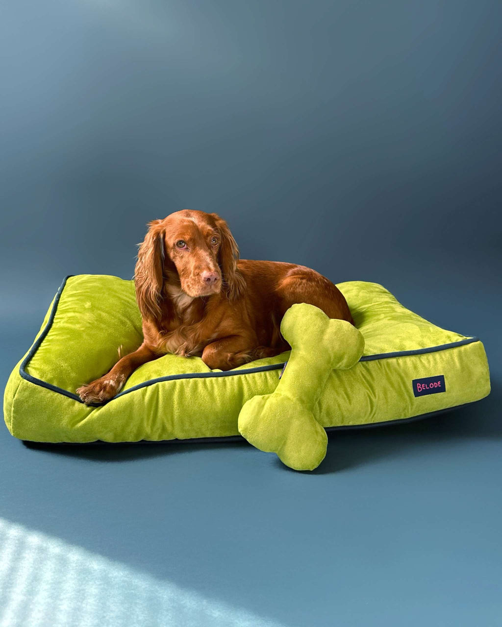 MONOCHROME DOG BED LIME GREEN / NAVY BLUE