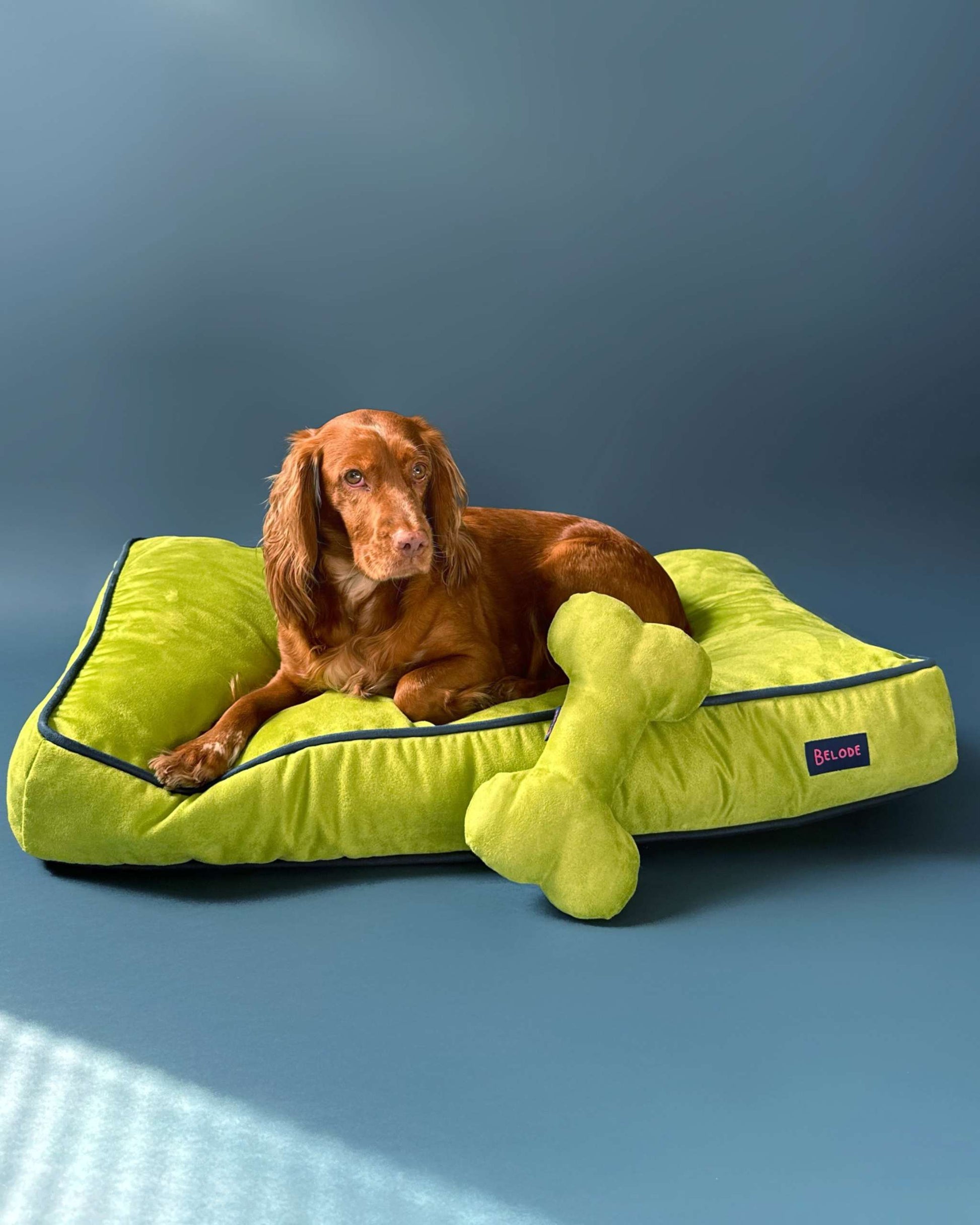 MONOCHROME DOG BED LIME GREEN / NAVY BLUE