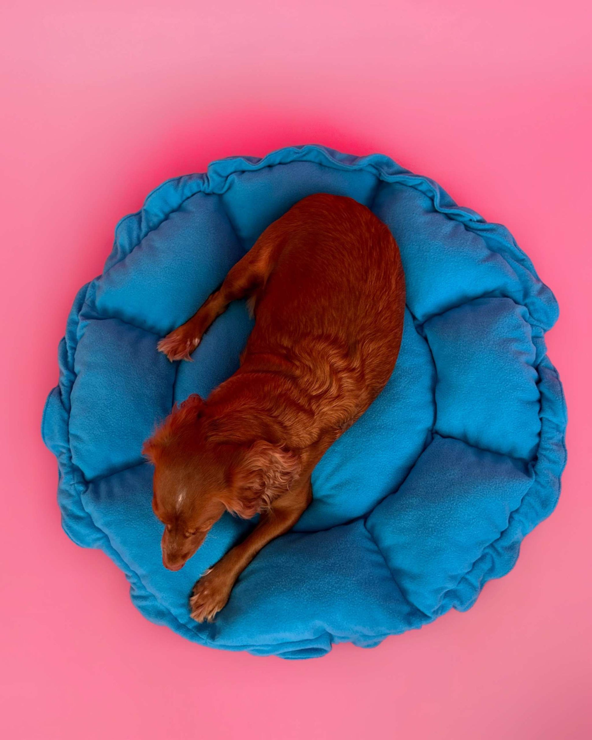 Flower Dog Bed - Bold Blue, Convertible Round Nest