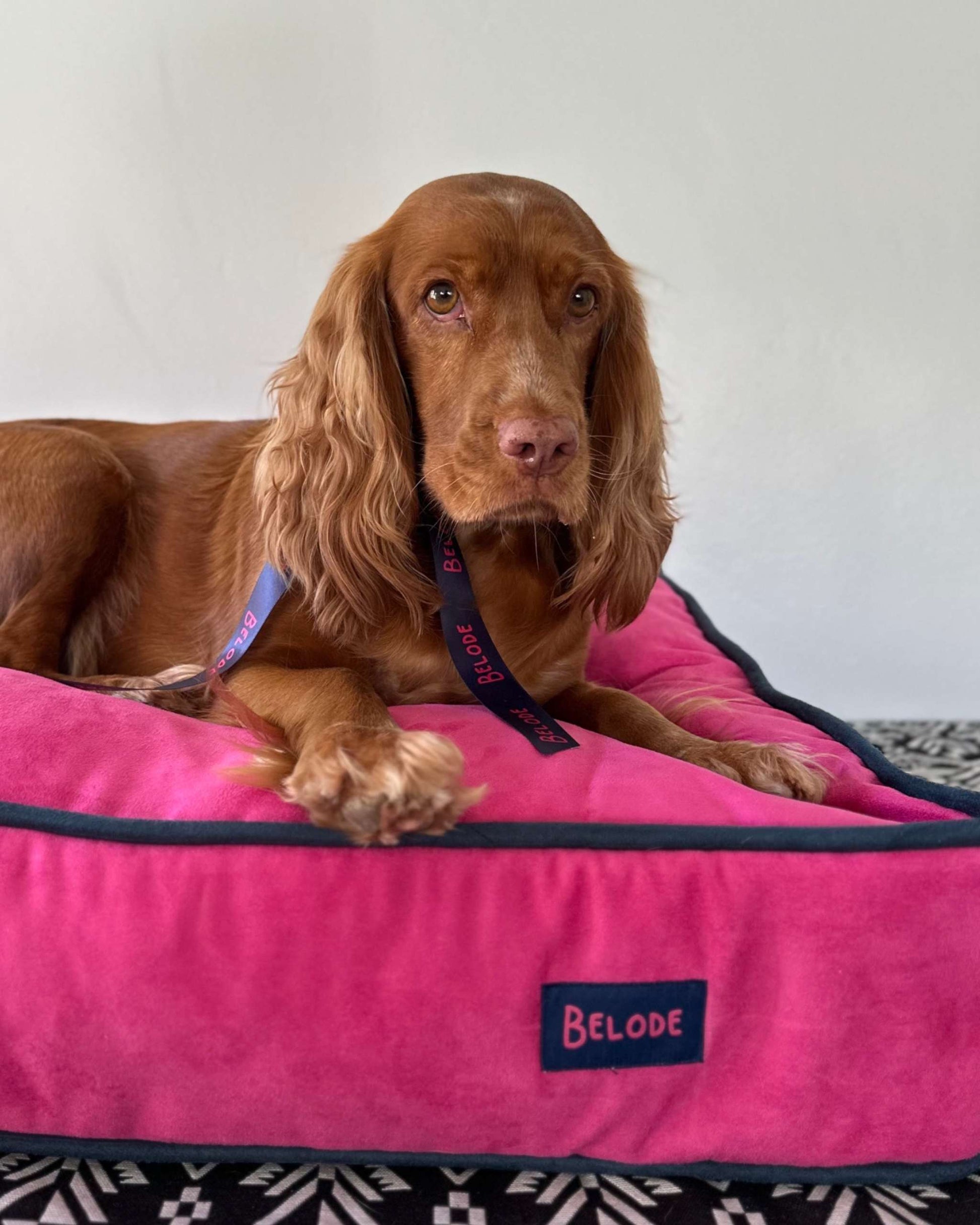 MONOCHROME DOG BED FUCHSIA / NAVY BLUE