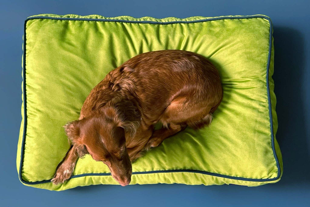MONOCHROME DOG BED LIME GREEN / NAVY BLUE