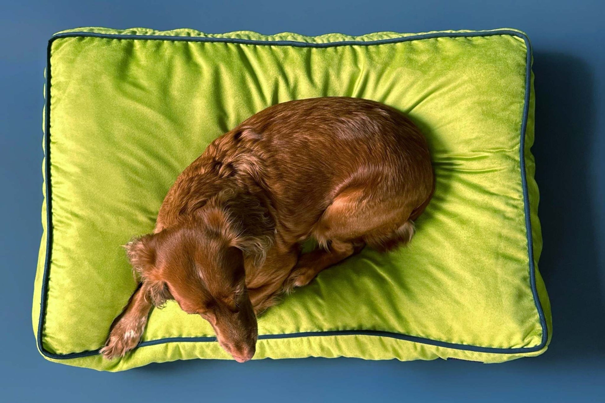 MONOCHROME DOG BED LIME GREEN / NAVY BLUE