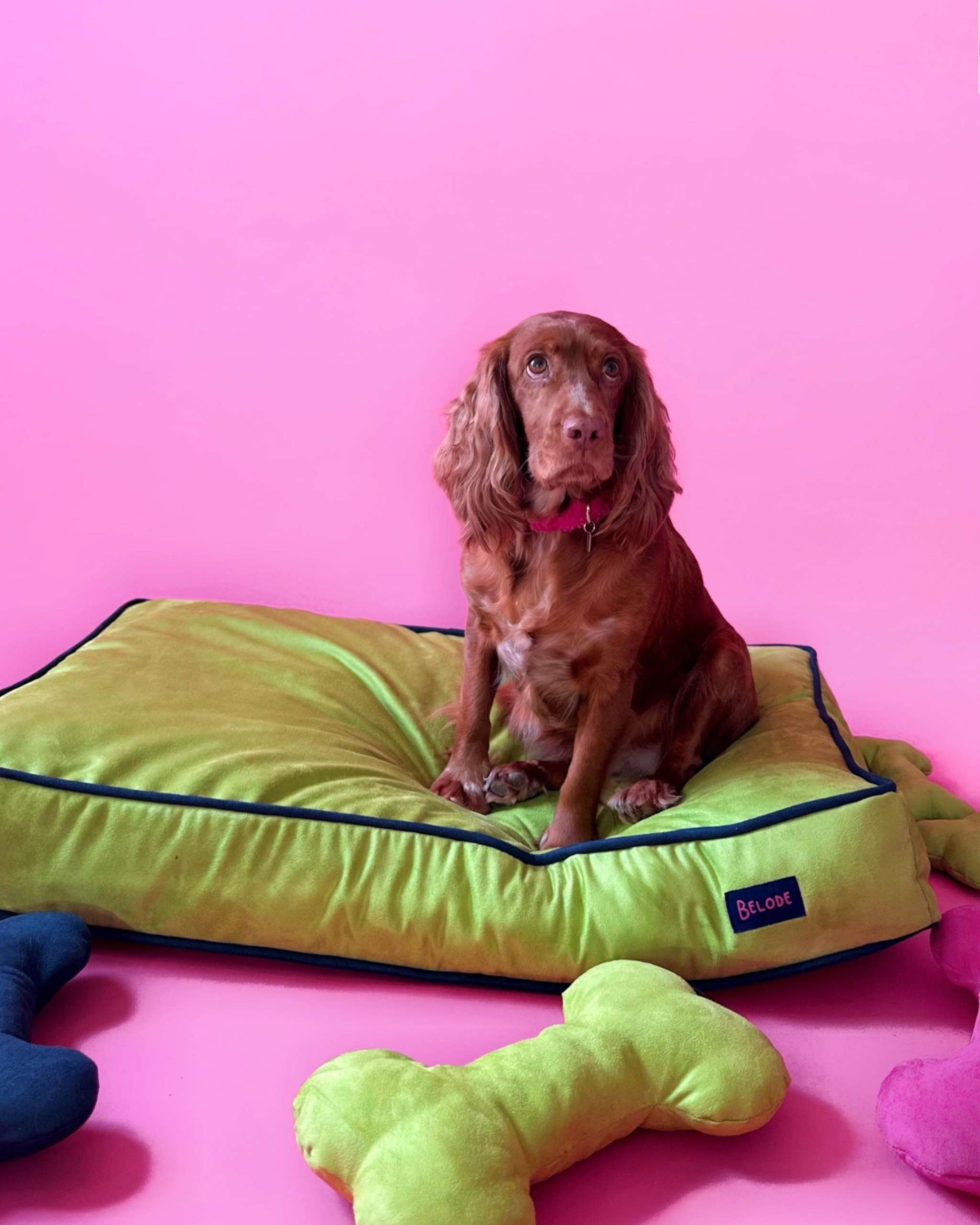 MONOCHROME DOG BED LIME GREEN / NAVY BLUE