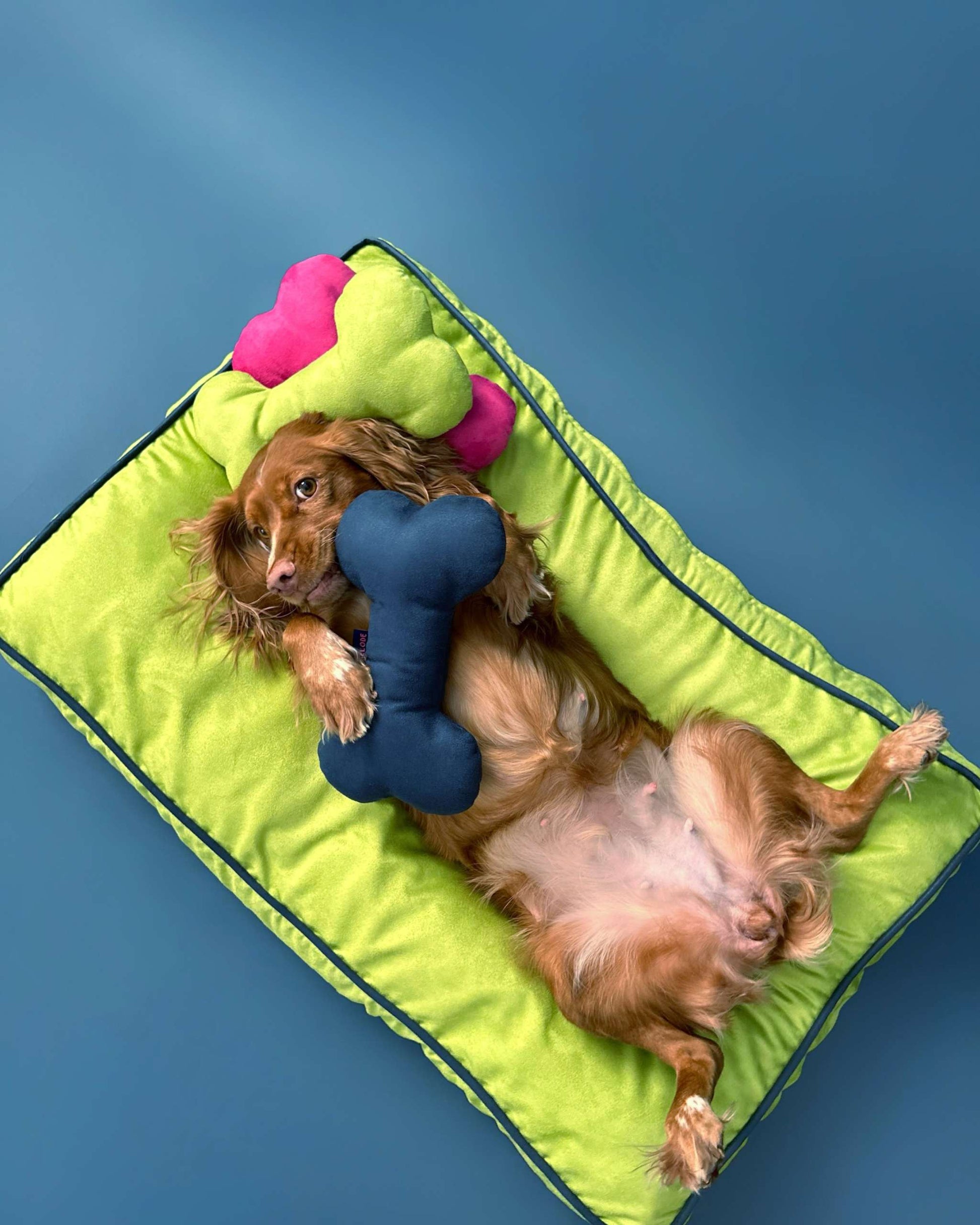 MONOCHROME DOG BED LIME GREEN / NAVY BLUE
