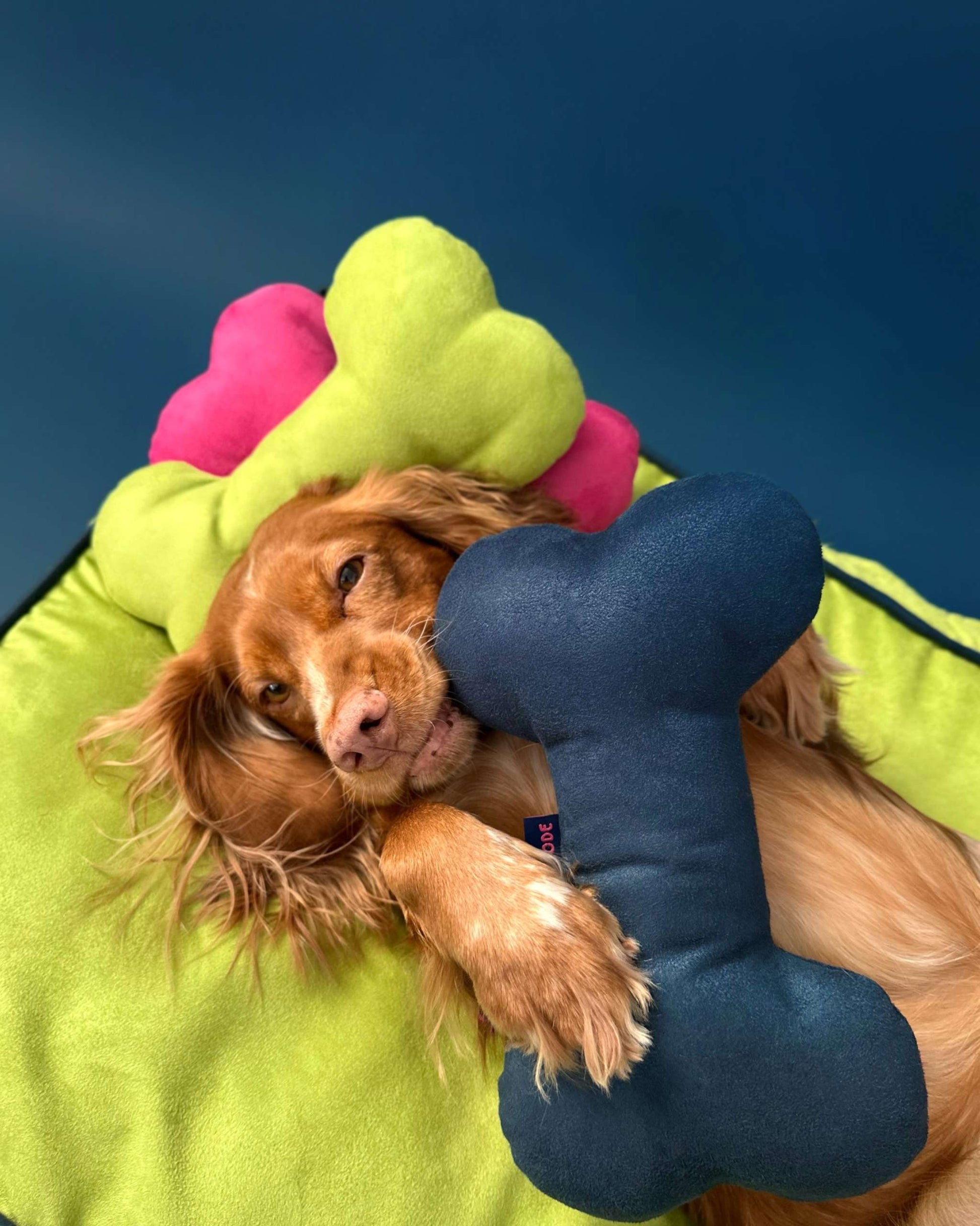 MONOCHROME DOG BED LIME GREEN / NAVY BLUE