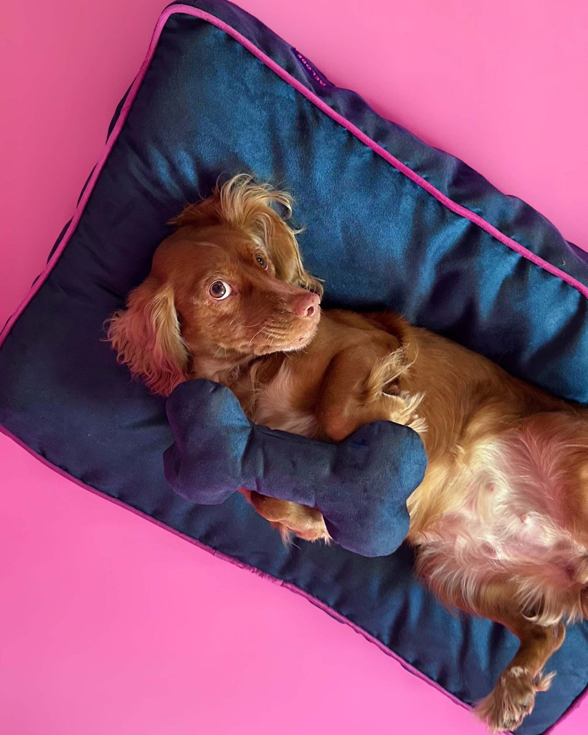 MONOCHROME DOG BED NAVY BLUE / FUCHSIA PINK
