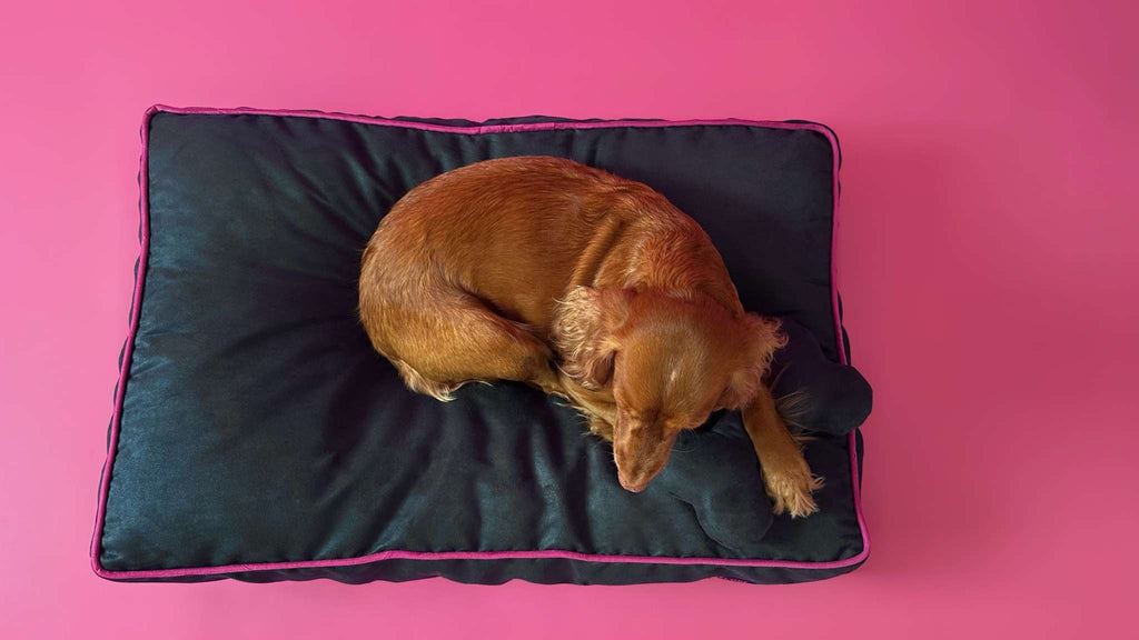 MONOCHROME DOG BED NAVY BLUE / FUCHSIA PINK