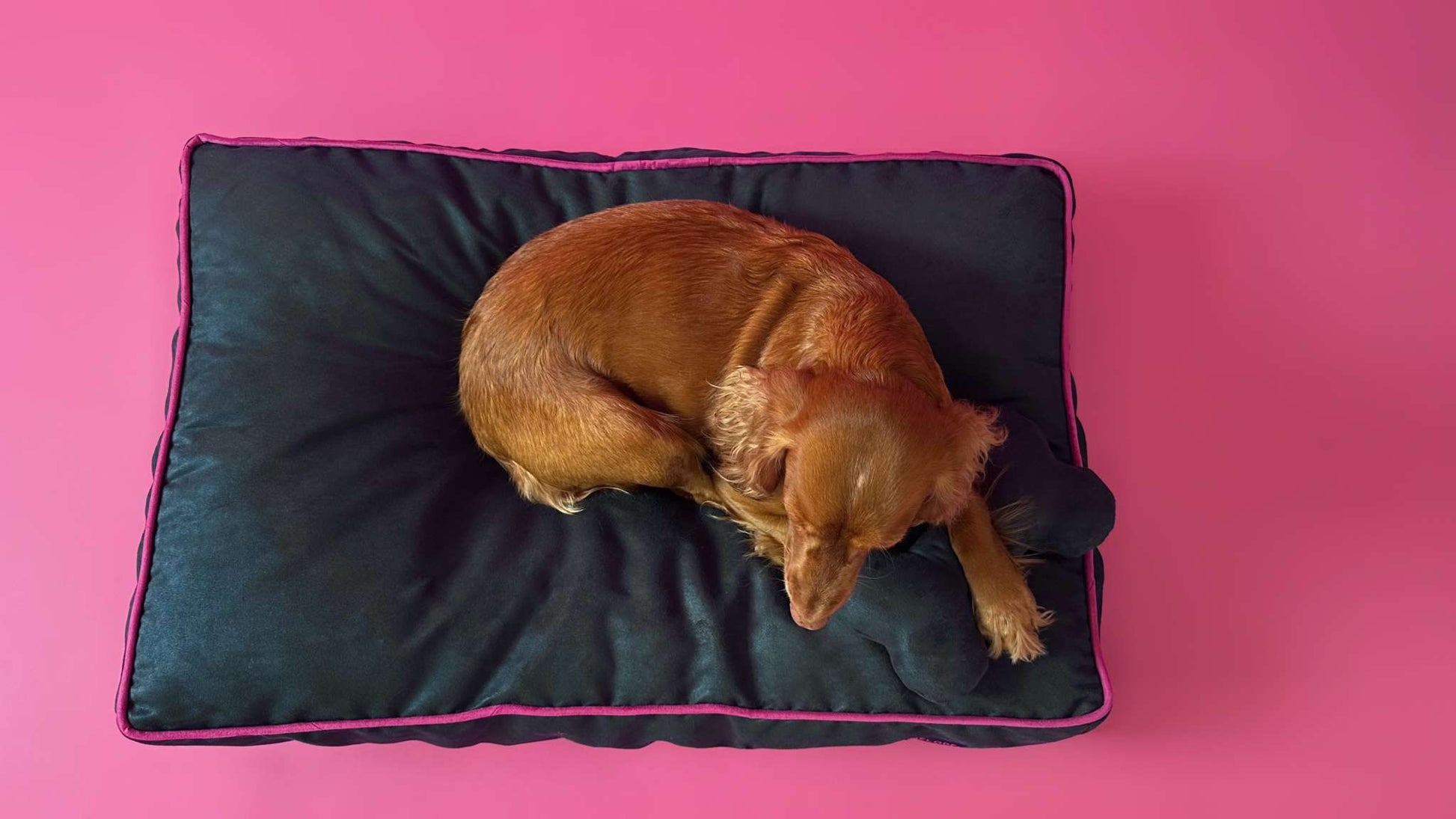 MONOCHROME DOG BED NAVY BLUE / FUCHSIA PINK