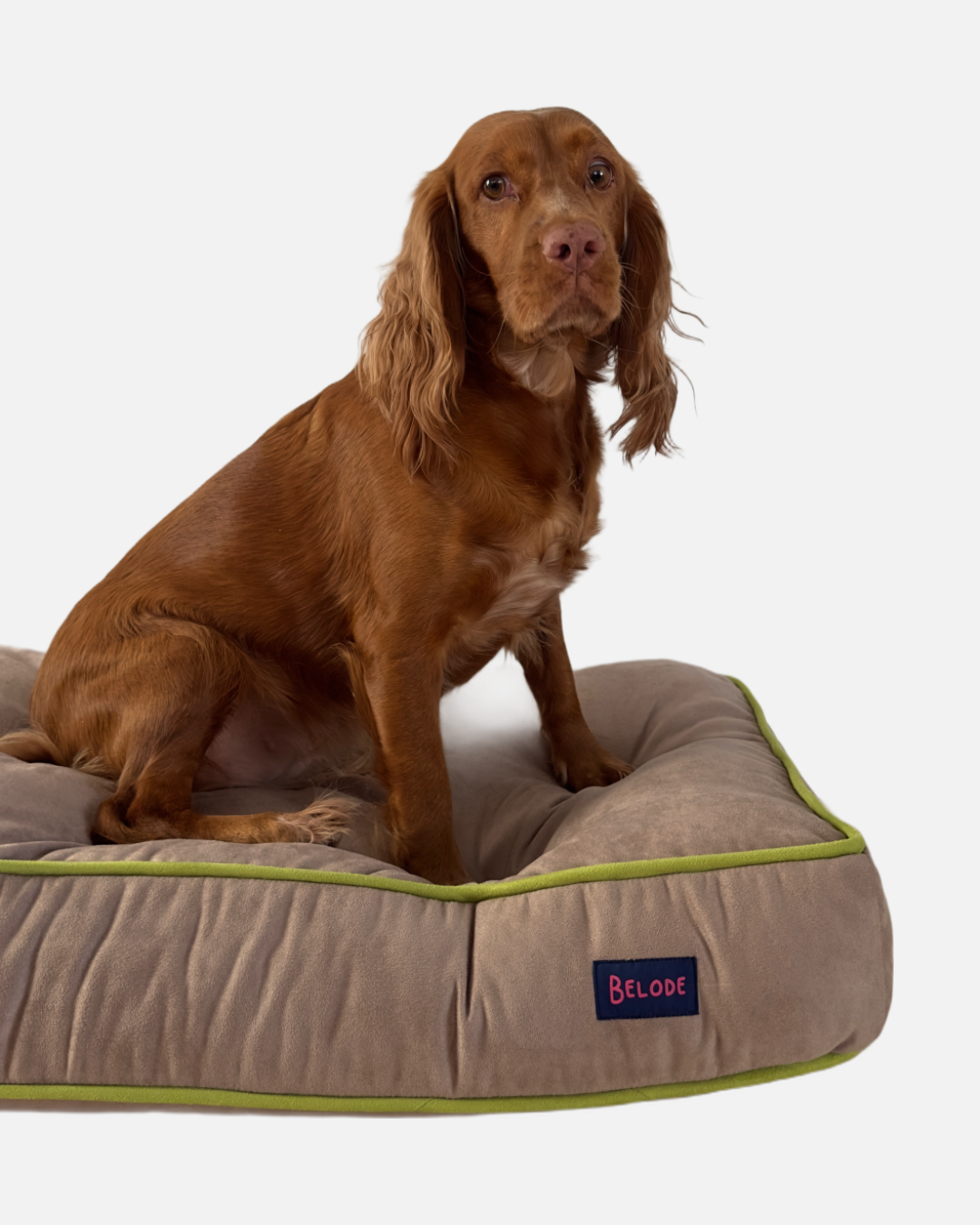 TAUPE DOG BED WITH GREEN EDGING