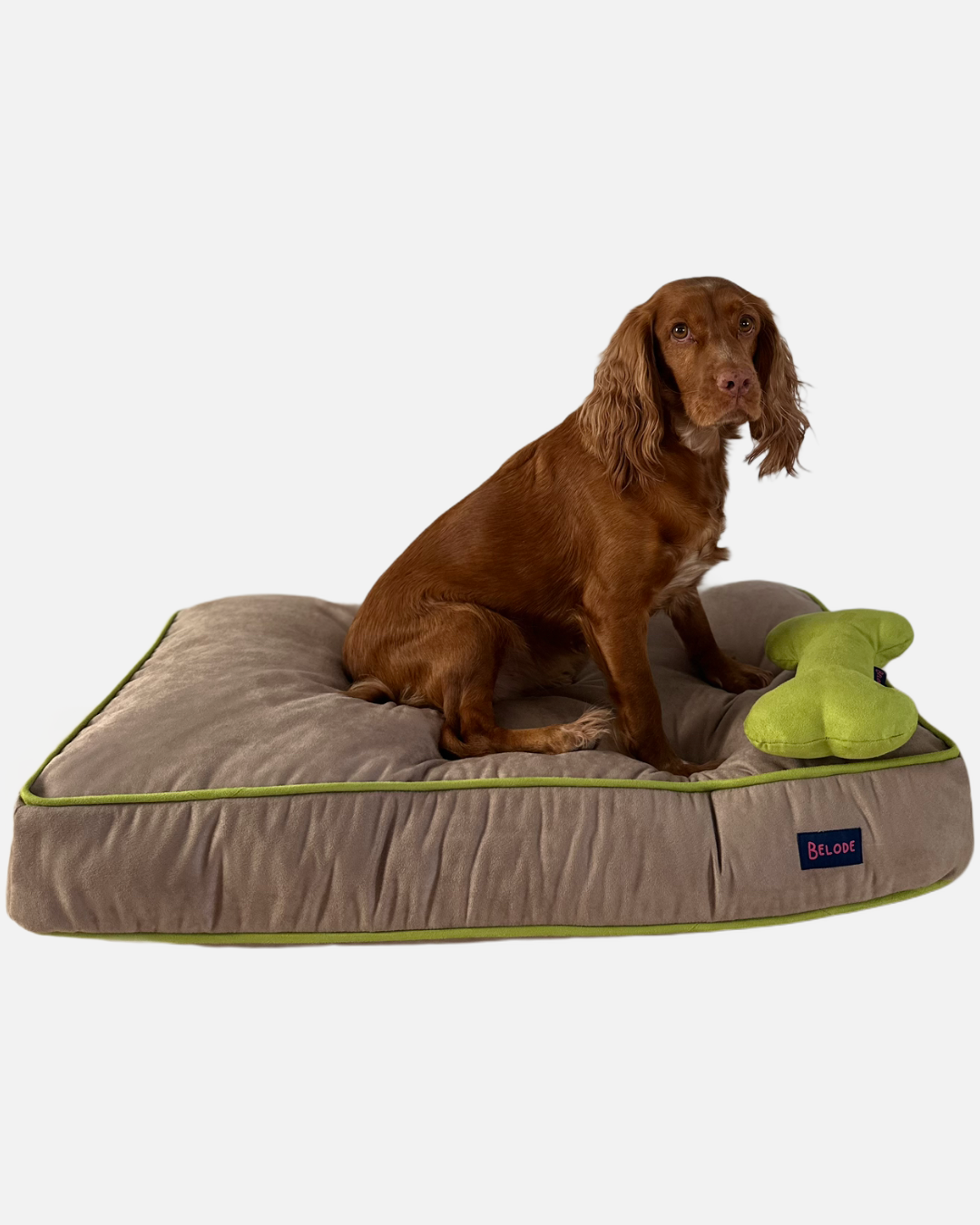 TAUPE DOG BED WITH GREEN EDGING